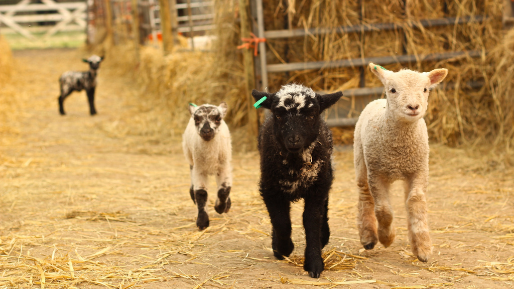 Lamb | texanerin.com
