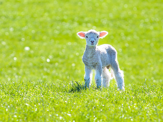 Lamb | texanerin.com