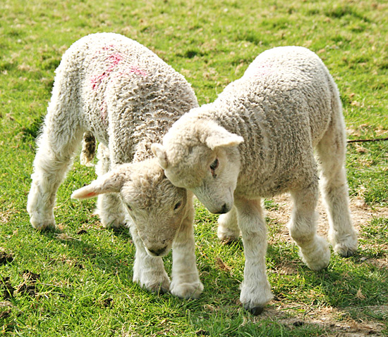 Lamb | texanerin.com