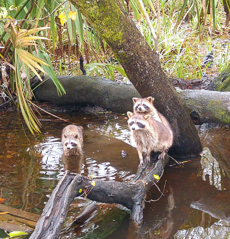 Cajun Pride Swamp Tour