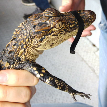 Cajun Pride Swamp Tour