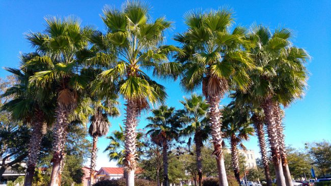 Palmetto trees