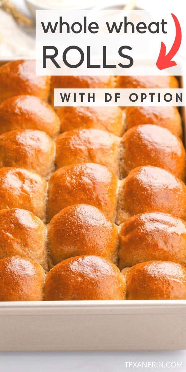 These whole wheat rolls are fluffy, stay soft for days, and make excellent sandwiches! A must-have side dish for Thanksgiving, Christmas and Easter. With a dairy-free option.
